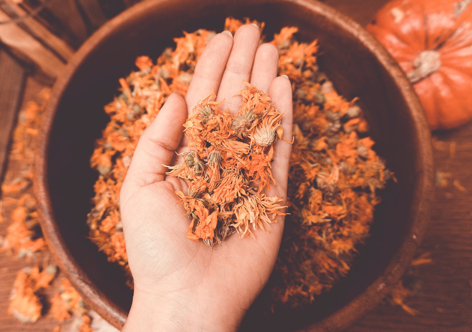 dried calendula flowers on persons hand